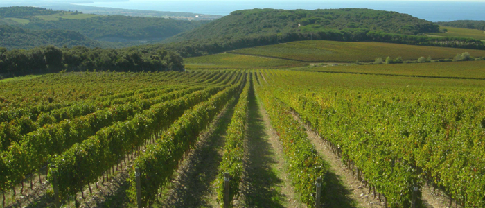それは重要なイタリアのワインを生産ボルゲリの土地、