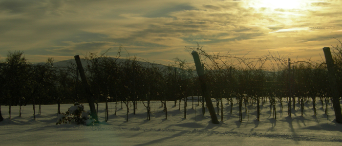 Italian white wine and sparkling in the winter