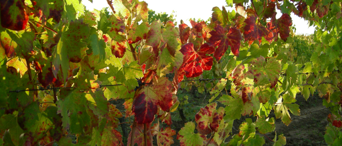 vine leaves major white wine