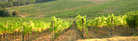 Vineyard of the famous Italian wine Brunello di Montalcino